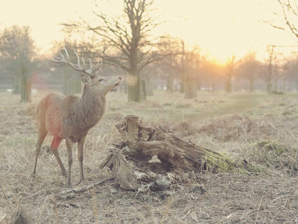 {acf_acf_simple_text @fallback:'This is the fallback text for Laudantium incidunt labore amet'}